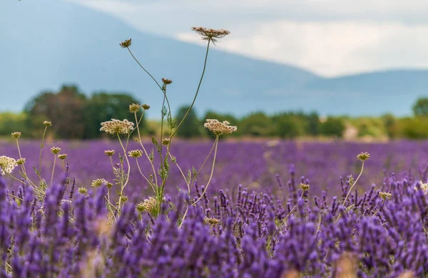 Campos de lavanda no sul da França — Fotografia de Stock