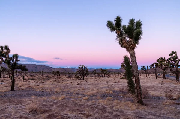 Wschód Słońca w Joshua Tree National Park — Zdjęcie stockowe