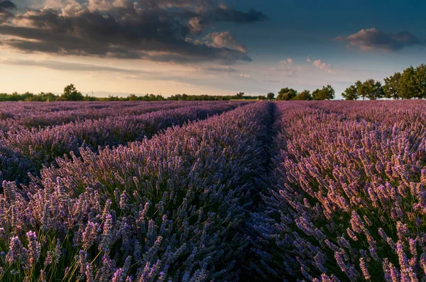 Lavendelvelden in Zuid-Frankrijk — Stockfoto