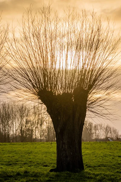 HDR impression of a tree at sunset — Stock Photo, Image