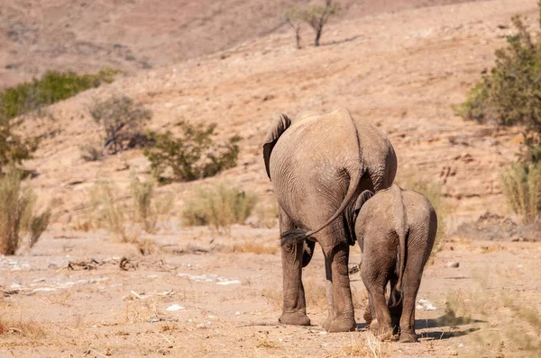 ナミビアにある砂漠の象2頭 — ストック写真