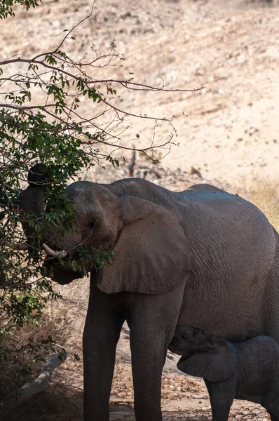 Elefante do deserto com seu bezerro de alimentação — Fotografia de Stock