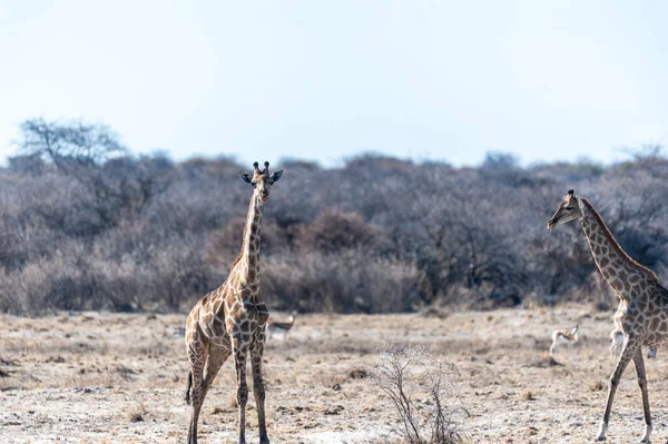 Close-up van twee angolan giraffen — Stockfoto