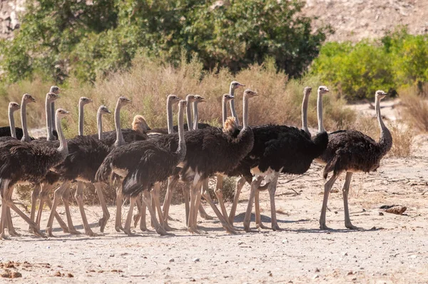 Un gruppo di struzzi che attraversano una strada sterrata in Namibia — Foto Stock