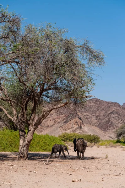 Two desert elephants in the Namibian Desert