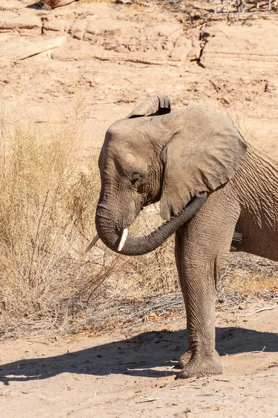 Nahaufnahme eines Wüstenelefanten in Namibia — Stockfoto