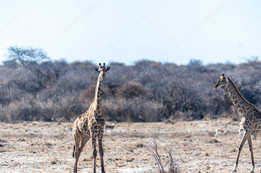 Closeup of two angolan giraffes