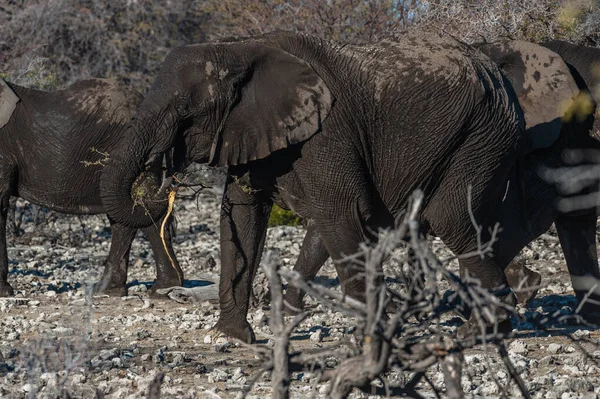 Gros plan d'un éléphant d'Afrique passant par là — Photo