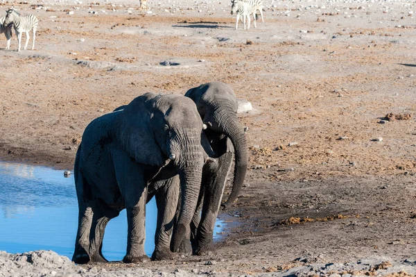 İki Erkek Fil Birbirleriyle Savaşıyor