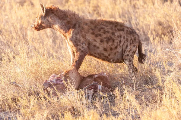 Spotted Hyena with Prey — Stock Photo, Image