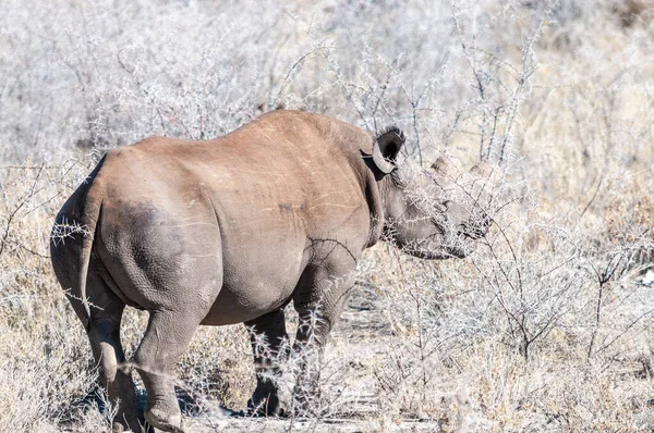 Svart Rhinoceros surfar under ett träd. — Stockfoto