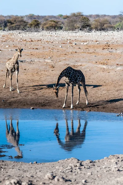 Giraffes in Etosha Nationaal Park — Stockfoto