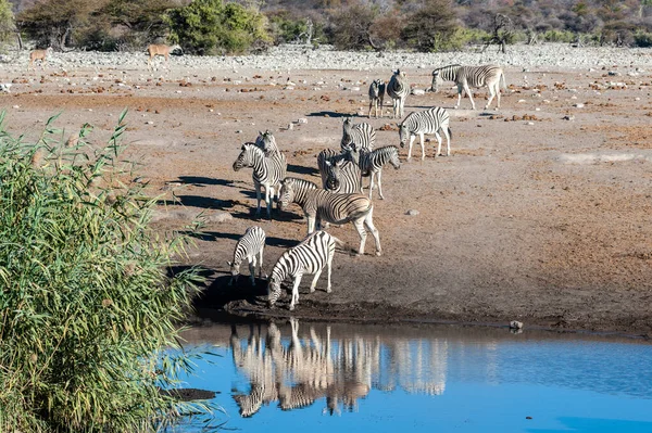 Zebralar Etosha Ulusal Parkı 'ndaki bir su birikintisinden su içiyor. — Stok fotoğraf