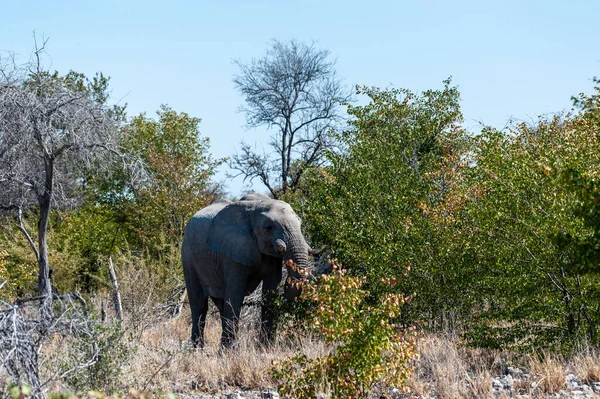 Egy afrikai elefánt feltörekvő a bokrok — Stock Fotó