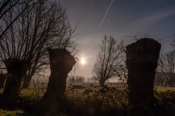 Flämische Waldszene rund um den Sonnenuntergang — Stockfoto