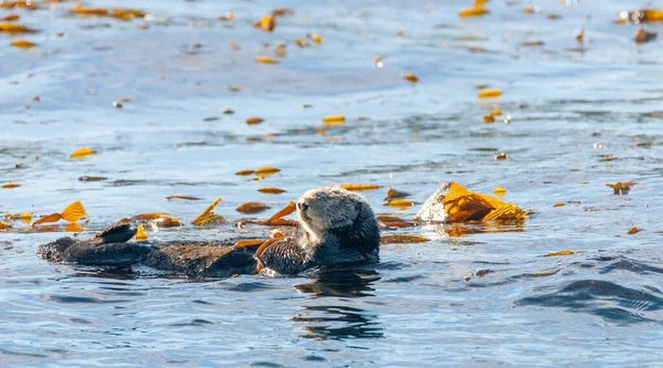 Loutres de mer flottant dans la baie de Monterey — Photo