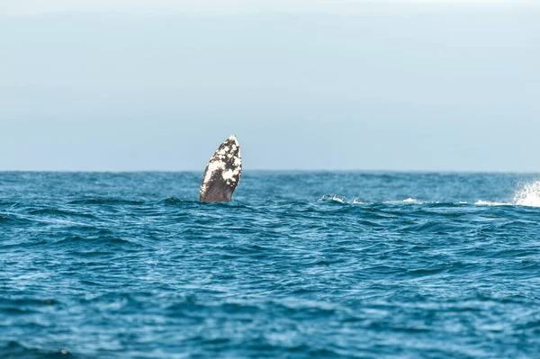 흰긴수염고래의 등지느러미 — 스톡 사진