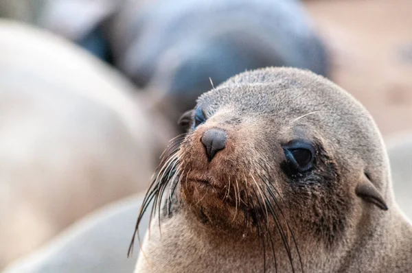 Seal kolónia a csontváz partján — Stock Fotó