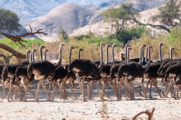 Un gruppo di struzzi che attraversano una strada sterrata in Namibia — Foto Stock