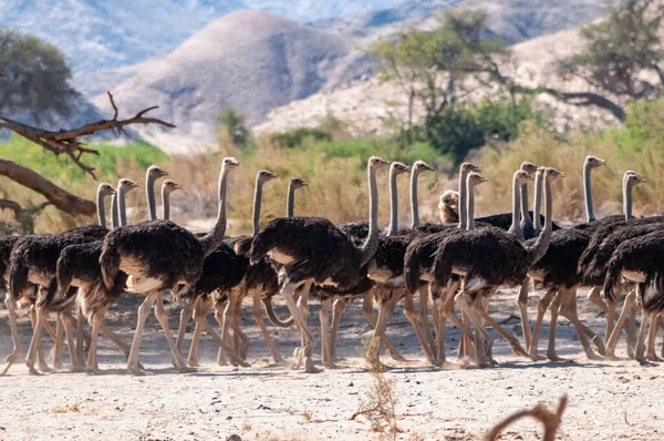 A group of Ostriches crossing a dirt road in Namibia — Stock Photo, Image