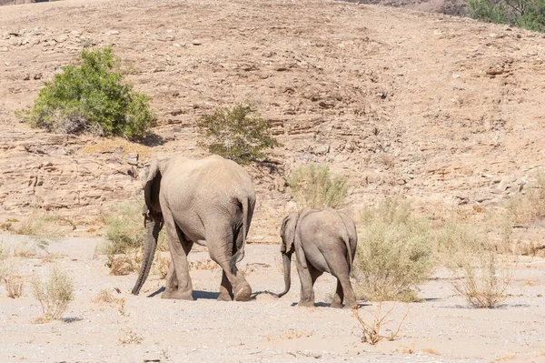 ナミビアにある砂漠の象2頭 — ストック写真