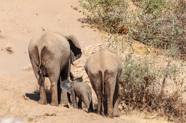 Three desert Elephants in the Namibian Desert