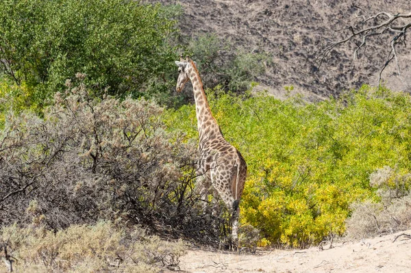 Girafa solitária no deserto da Namíbia — Fotografia de Stock