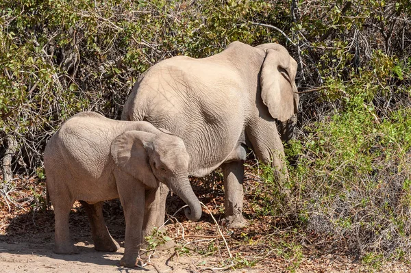 나미비아 사막에 사는 두 마리의 사막 코끼리 — 스톡 사진