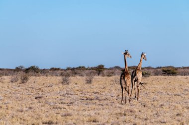 İki erkek zürafa yan yana yürüyor.
