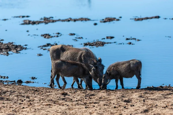 Warthogs στο Εθνικό Πάρκο Etosha — Φωτογραφία Αρχείου