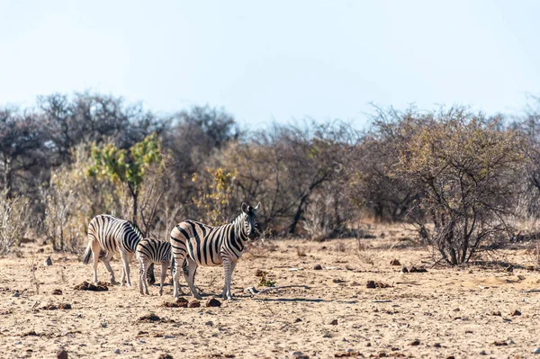 Zebror i etosha national park — Stockfoto