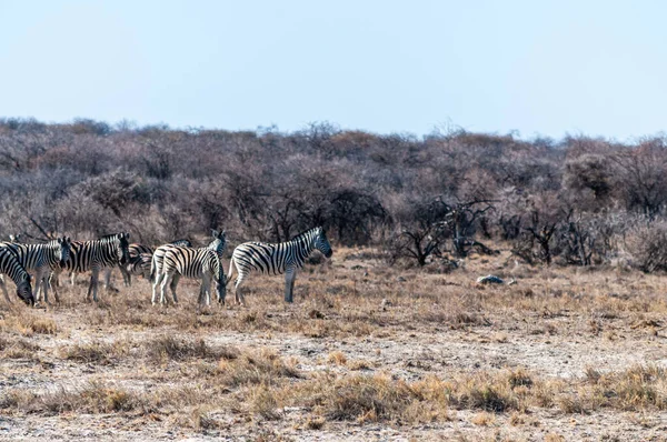 Un grupo de cebras en Etosha — Foto de Stock