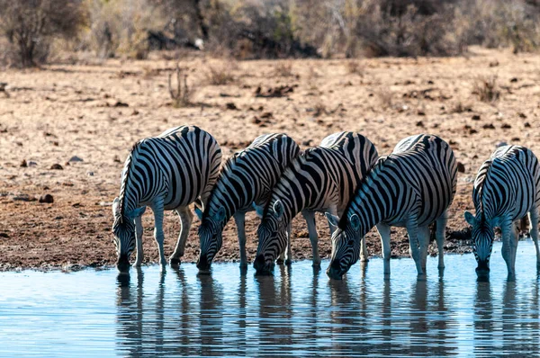 A csoport a zebrák az Etosha — Stock Fotó