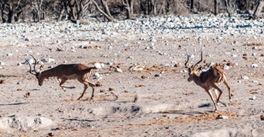 Su birikintisinin yakınına atlamak