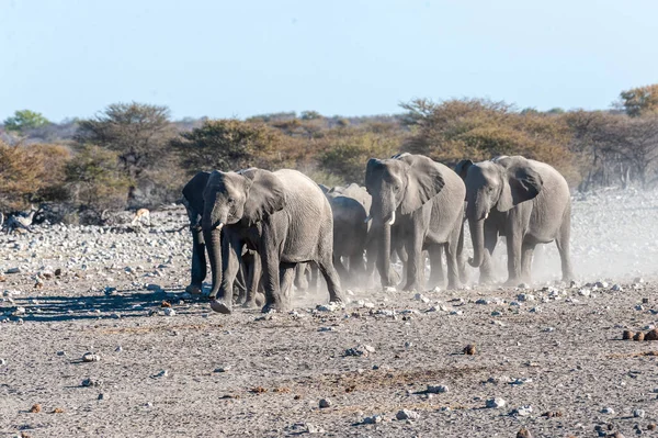 Стадо африканских слонов приближается к колодцу — стоковое фото