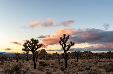 Joshua Tree Ulusal Parkı 'nın genel bakış açısına göre kaya oluşumlarına dağılmış seyrek dağılmış ağaçlar görülüyor. Pembe bulutlar yükselen güneşi vurgular.