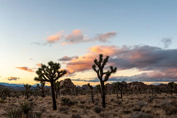 Overview Joshua Tree National Park Showing Sparsely Distributed Trees Scattered — Stock Photo, Image