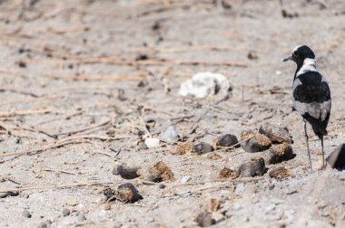 Etosha ovalarında yürüyen bir demirci kanadı. Etosha Milli Parkı, Namibya.