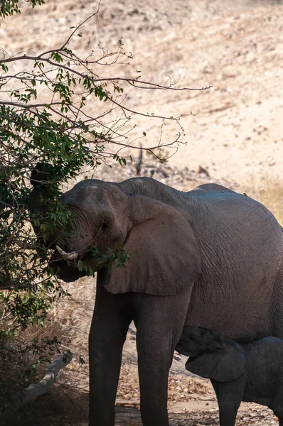 Close Uma Mãe Elefante Deserto Alimentando Seu Bezerro Norte Namíbia — Fotografia de Stock