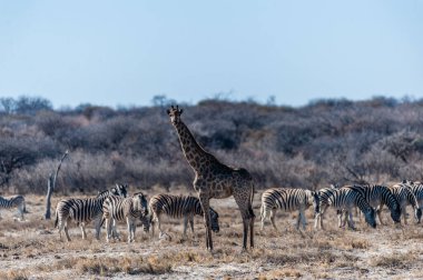 Etosha Ulusal Parkı 'nın düzlüklerinde dikilen bir grup Burchells Ovası zebrası Equus quagga Burchelli' nin ortasında duran bir Angolan zürafasının boynu..