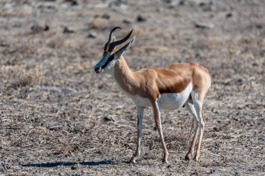 Bir Impala Closeup - Aepyceros melampus-Etosha Milli Parkı ovalarında otlatma, Namibya.