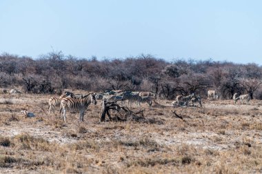 Bir grup Burchells Ovası zebrası -Equus quagga Burchelli- Etosha Ulusal Parkı, Namibya ovalarında bir su birikintisinin yakınında duruyorlar..