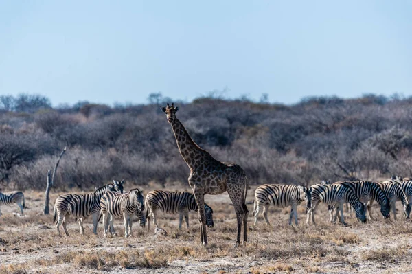 安哥拉长颈鹿 Giraffa Giraffa Angolensis 脖子上的遮掩站在埃托沙国家公园的平原上 中间是一群布尔谢尔平原斑马 马库斯夸加山毛榉 — 图库照片