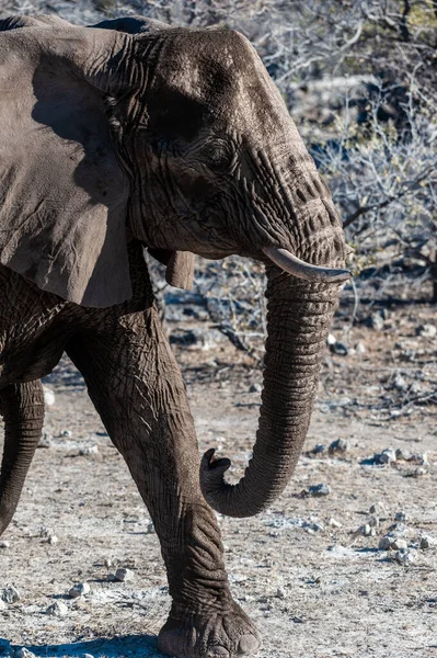 Ein Riesiger Afrikanischer Elefant Loxodonta Africana Spaziert Durch Das Gebüsch — Stockfoto