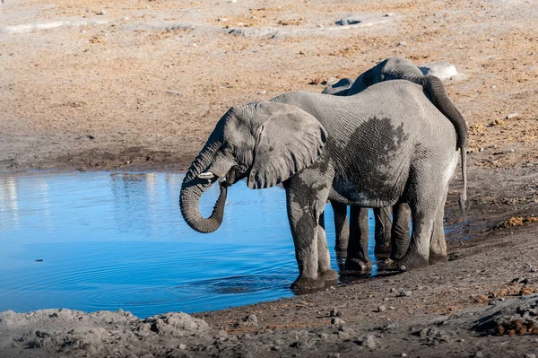 Dois Elefantes Africanos Loxodonta Africano Beber Buraco Água Parque Nacional — Fotografia de Stock