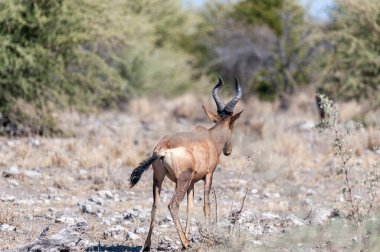 Bir Red Hartebeest Closeup - Alcelaphus buselaphus Caama- ayrıca Kongoni olarak bilinen, ya da Cape Hartebeest Etosha Milli Parkı ovalarında.