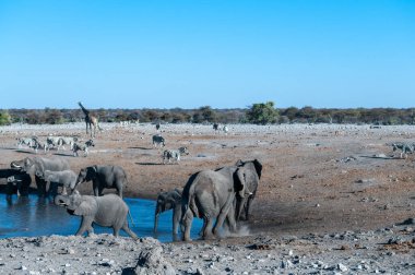 Afrika Filleri, Zürafalar ve Zebralar, Namibya 'daki Etosha Ulusal Parkı' nda bir su birikintisinin etrafında toplanıyorlar.