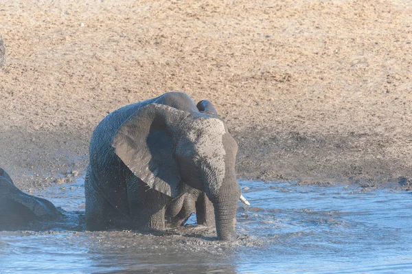 Elefante Africano Bebé Loxodonta Africana Está Bañando Pozo Agua Parque — Foto de Stock