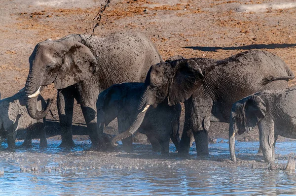 Group African Elephants Loxodonta Africana Drinking Taking Bath Waterhole Etosha — Stock Photo, Image