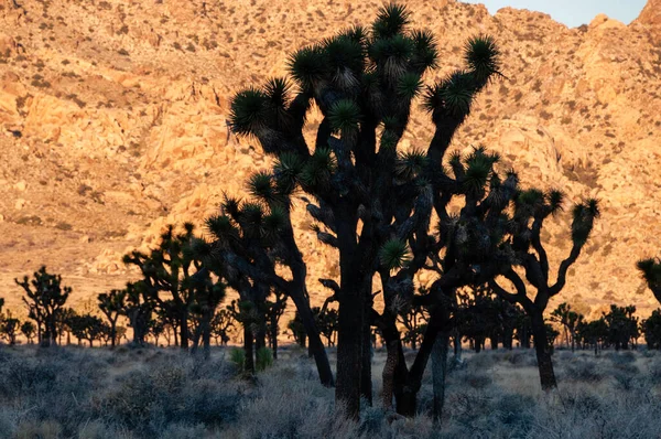 Telephoto Shot Joshua Tree Silhouttes Highlighted Golden Glow Roch Formation — Stock Photo, Image